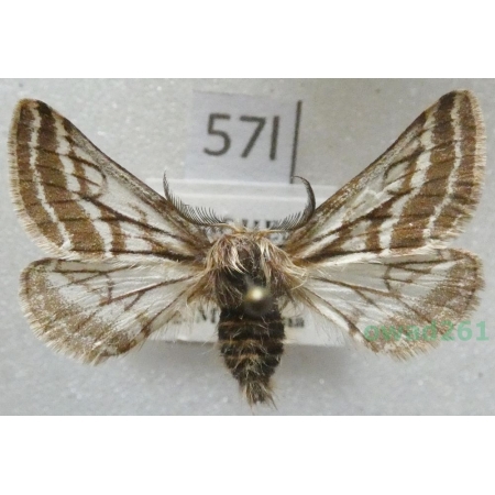 Lycia zonaria (Denis & Schiffermüller, 1775) male Czech57l